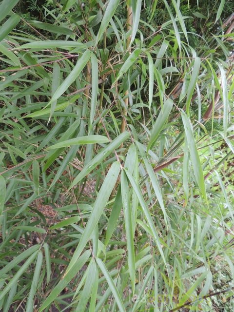 Yushania.maculata.0037