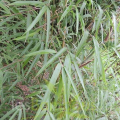 Yushania.maculata.0037