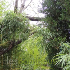 Yushania.maculata.0038