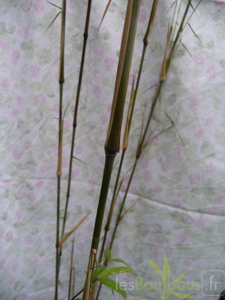 Yushania.velutina.855