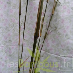 Yushania.velutina.855