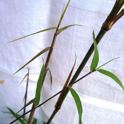 Velutina