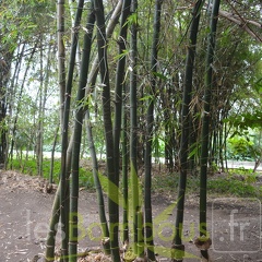 DSC 0437