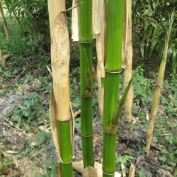 Bambusoides Kawadana