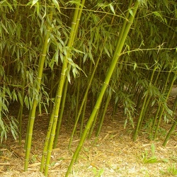 Bambusoides Tanake