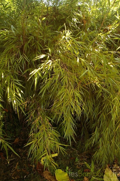 y linearis