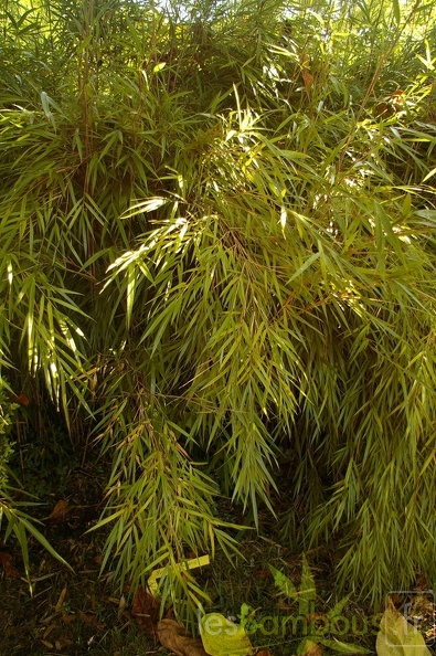 y linearis