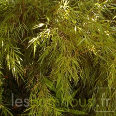 y linearis