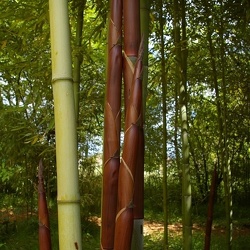 Incarnata