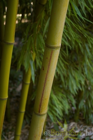 p nigra megurochiku