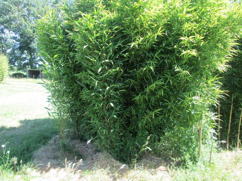 Sinobambusa orthotropa