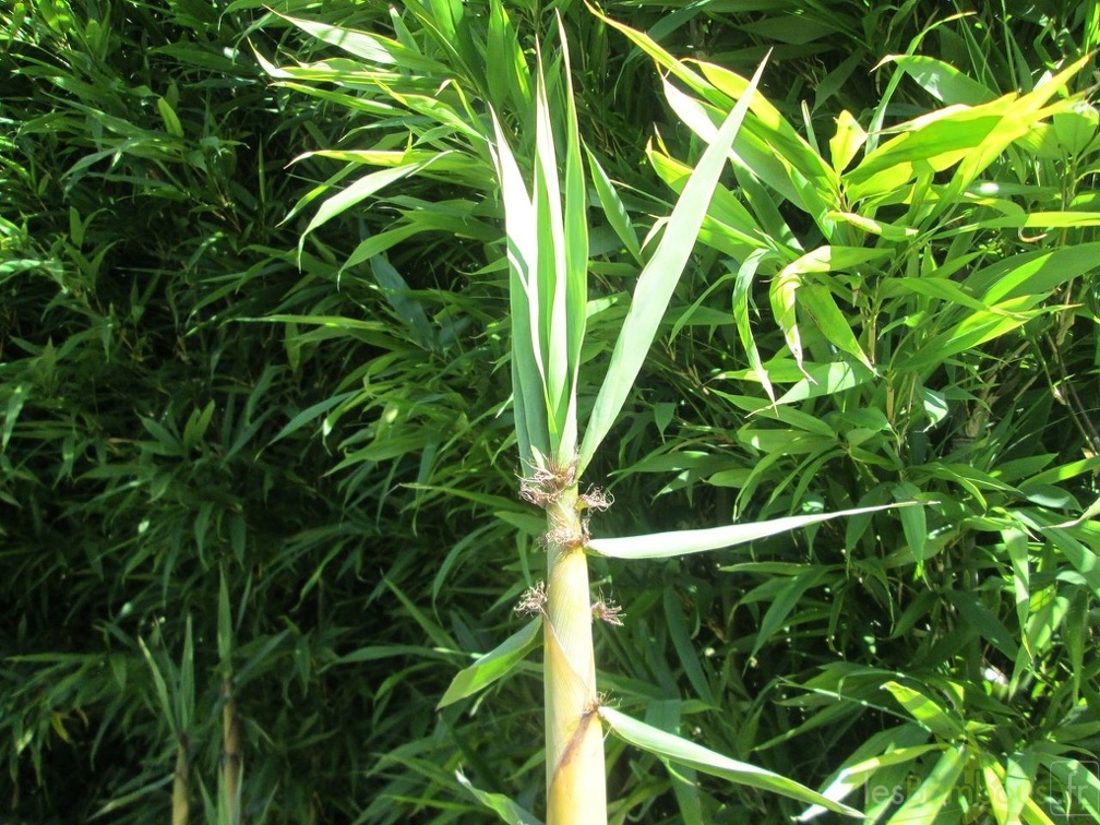 Sinobambusa orthotropa
