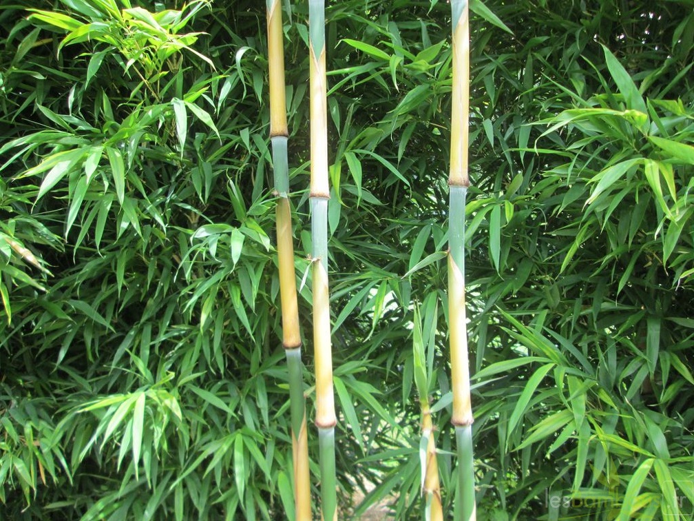 Sinobambusa orthotropa