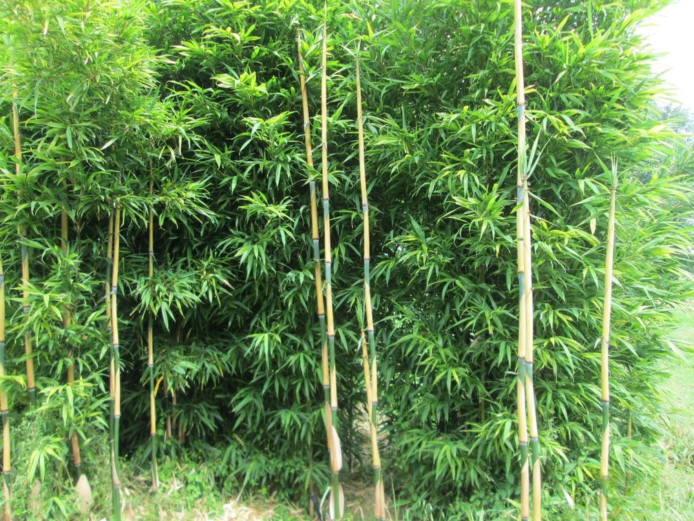 Sinobambusa orthotropa