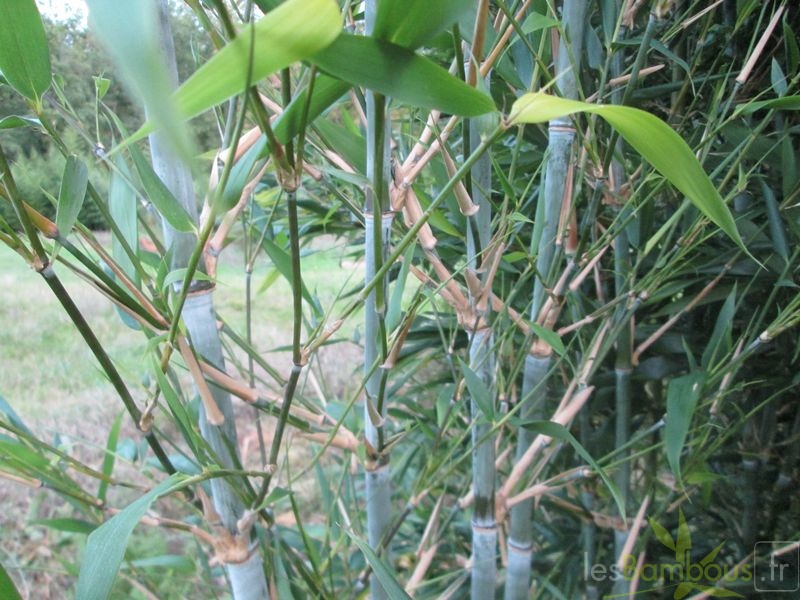 Sinobambusa orthotropa