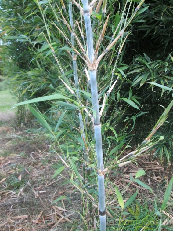 Sinobambusa orthotropa