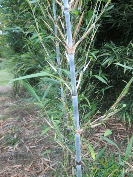 Sinobambusa orthotropa