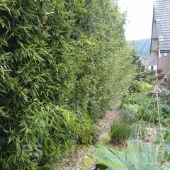 Phyllostachys Nigra