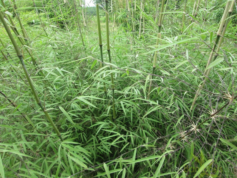 Yushania velutina