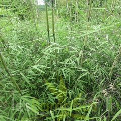 Yushania velutina