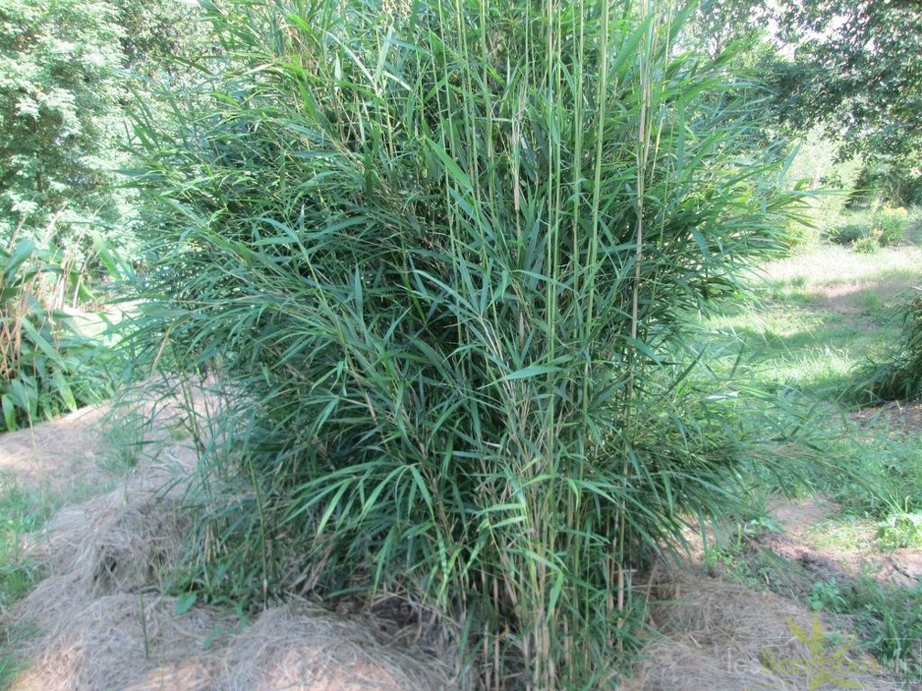Pleioblastus linearis
