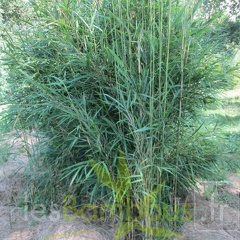Pleioblastus linearis