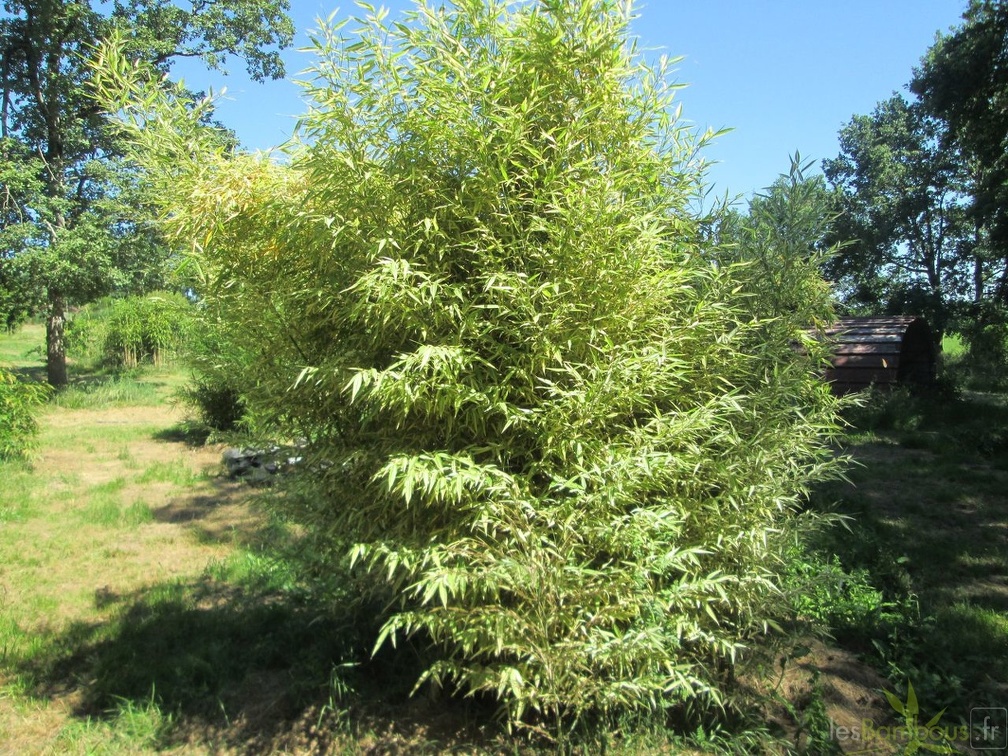 Phyllostachys okina