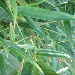 Bambusoides Subvariegata