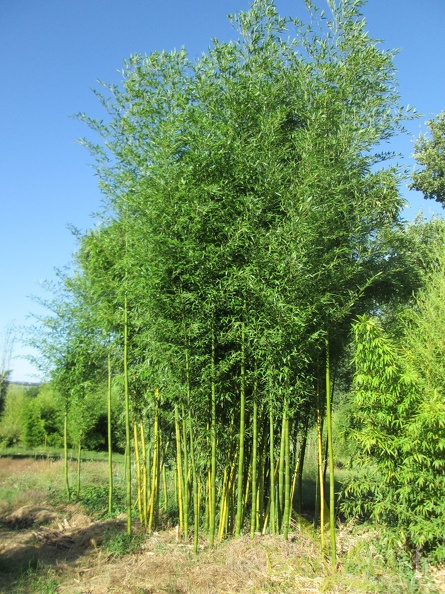 phyllostachys violascens