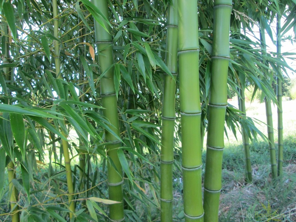 phyllostachys prominens
