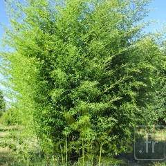 phyllostachys nigra 