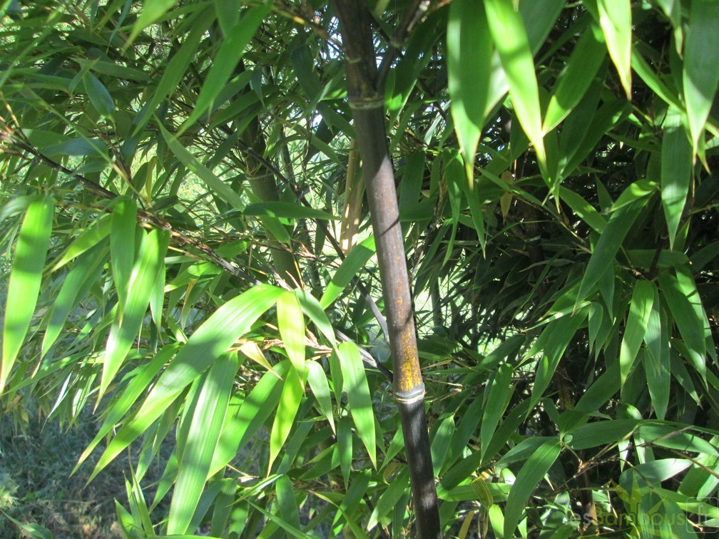 phyllostachys nigra 