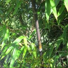 phyllostachys nigra 
