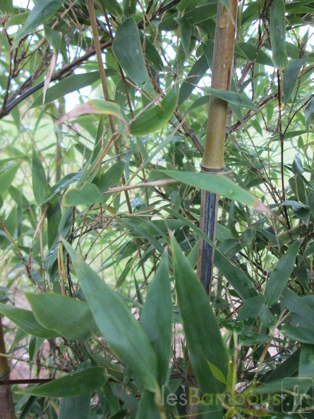 phyllostachys nigra megurochiku
