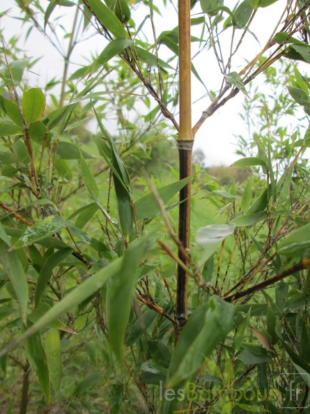 phyllostachys nigra megurochiku