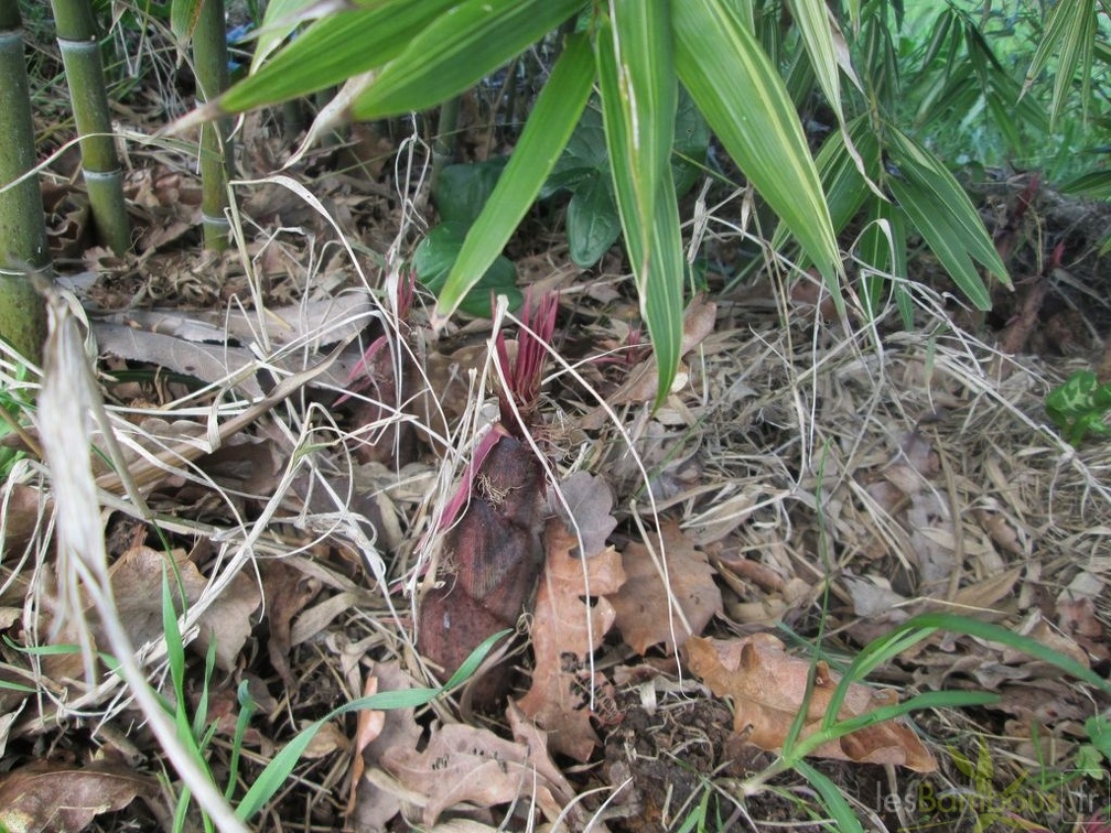 phyllostachys  edulis okina