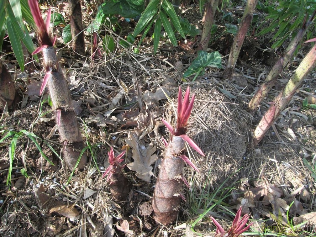 phyllostachys  edulis okina