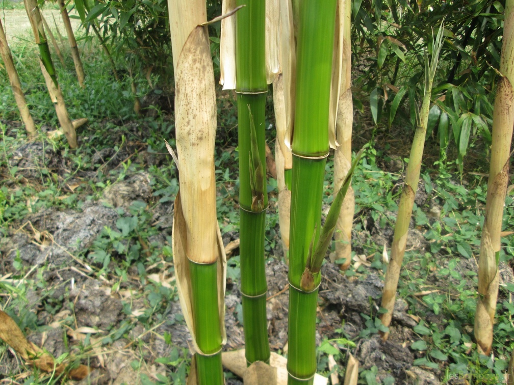 Phyllostachys bambusoïdes kawadana