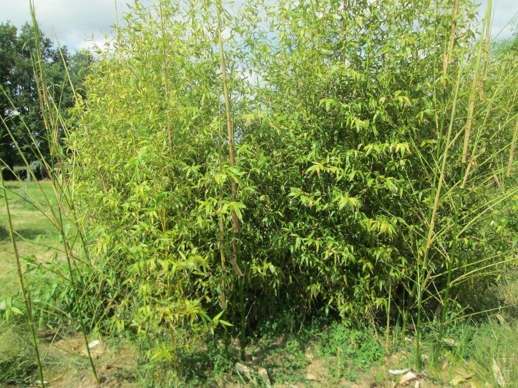 Phyllostachys bambusoïdes kawadana