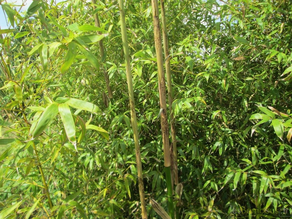 Phyllostachys bambusoïdes kawadana