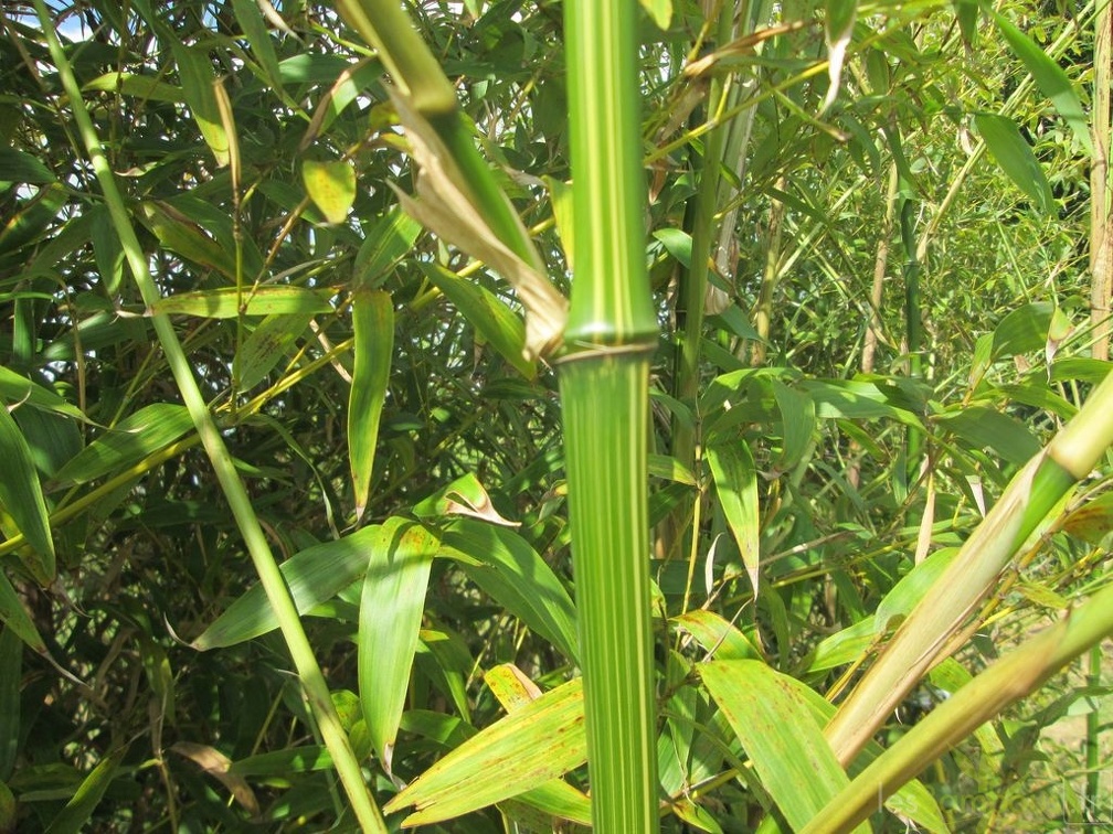 Phyllostachys bambusoïdes kawadana