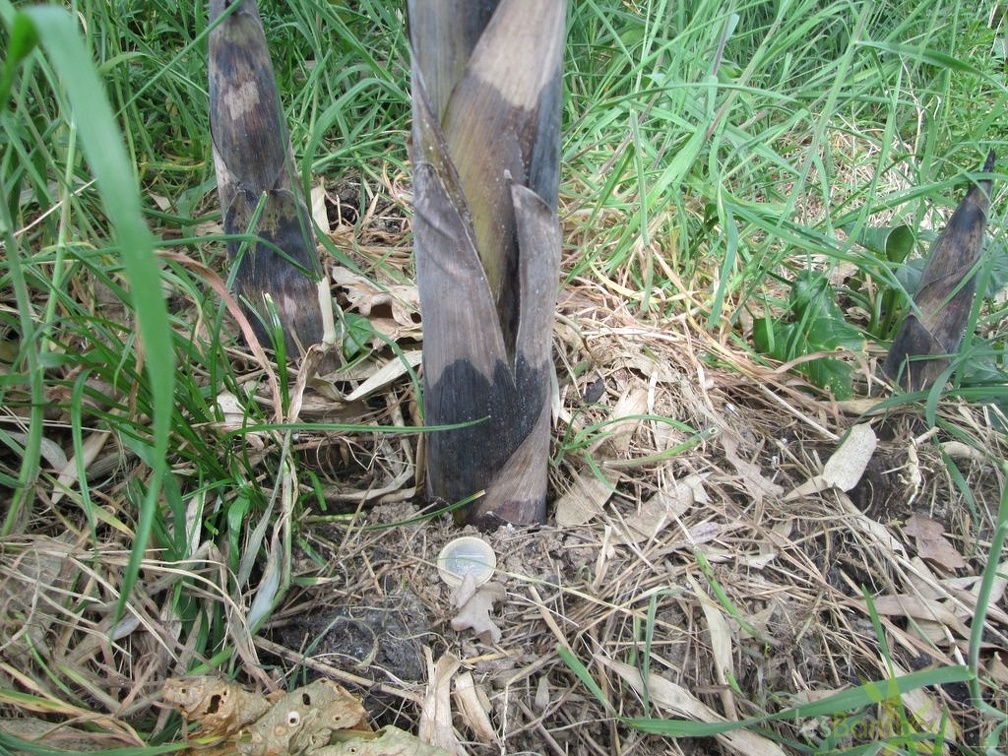 phyllostachys violascens