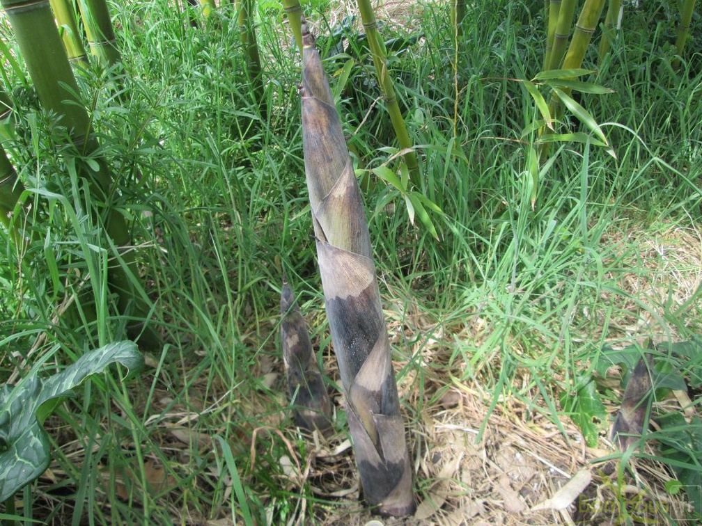 phyllostachys violascens