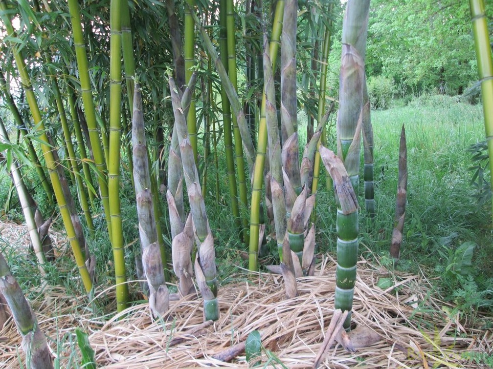 phyllostachys violascens