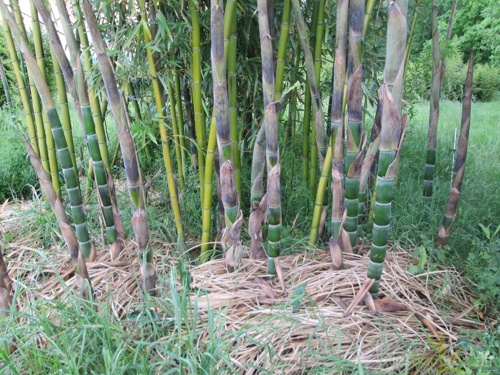 phyllostachys violascens