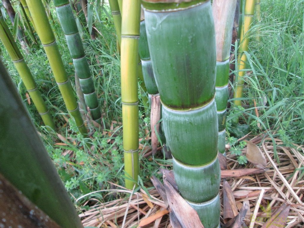 phyllostachys violascens