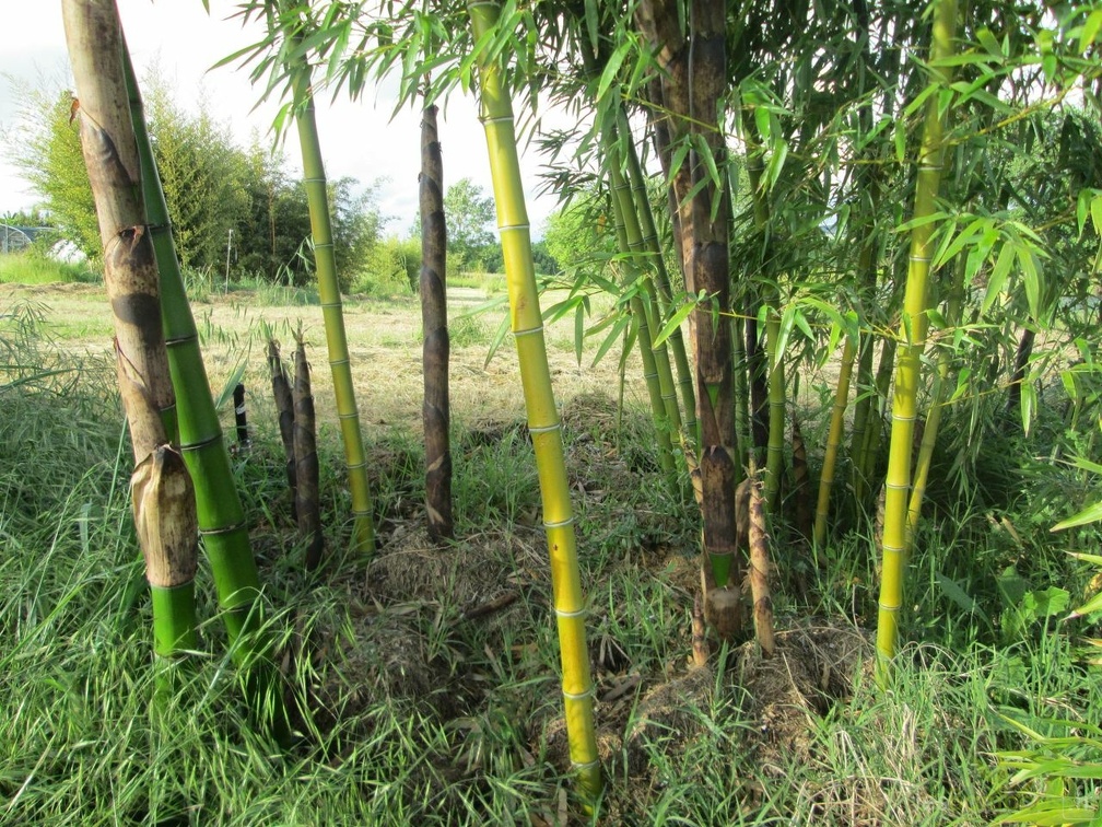 Phyllostachys prominens 