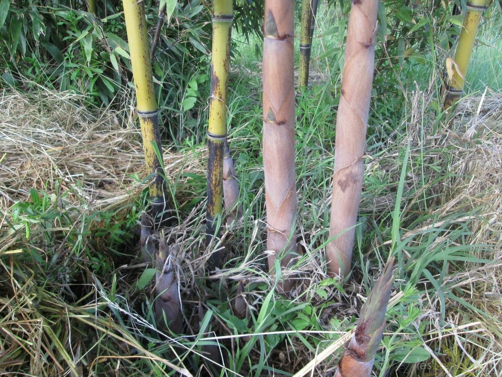 Phyllostachys prominens 