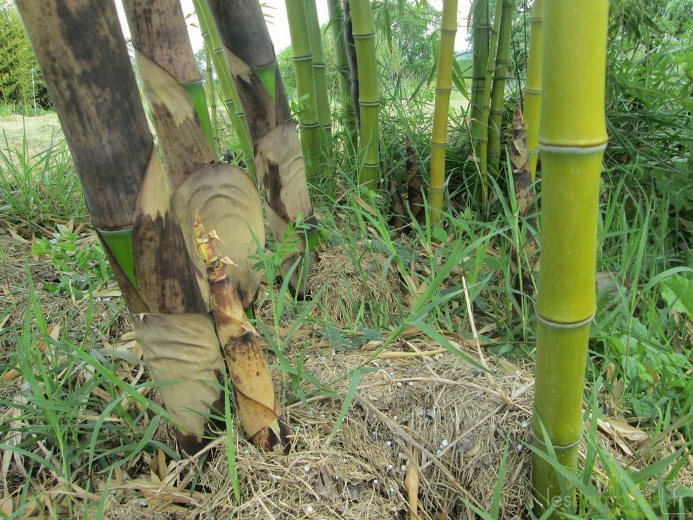 Phyllostachys prominens 