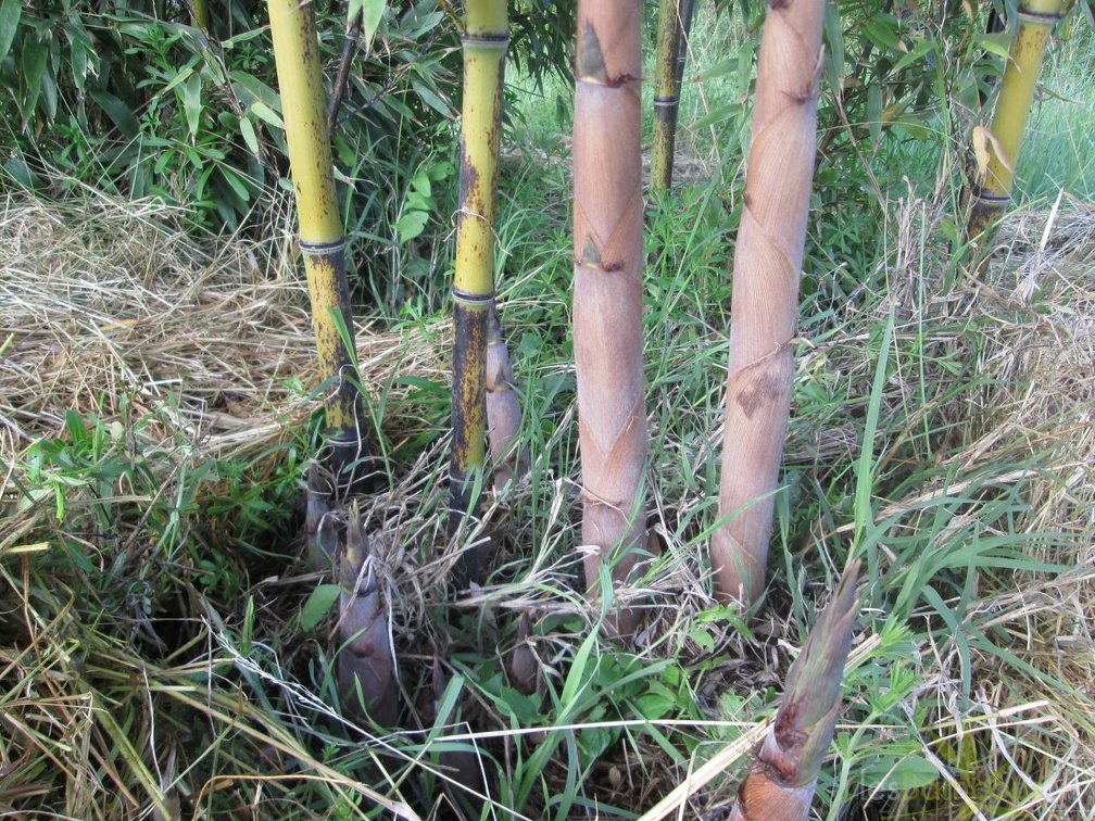 phyllostachys nigra